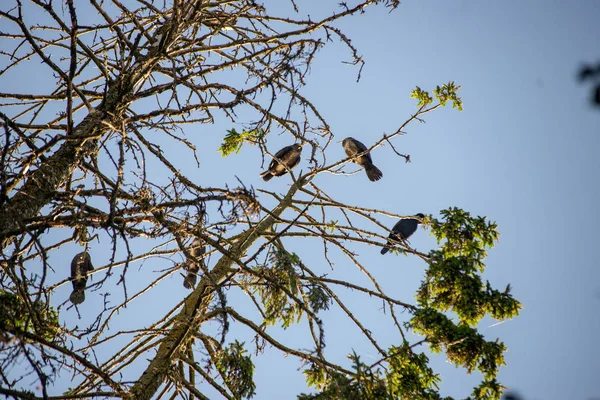 Bandada Aves Parásitas Anidando Árboles Altos Destruyendo Peces Lago —  Fotos de Stock