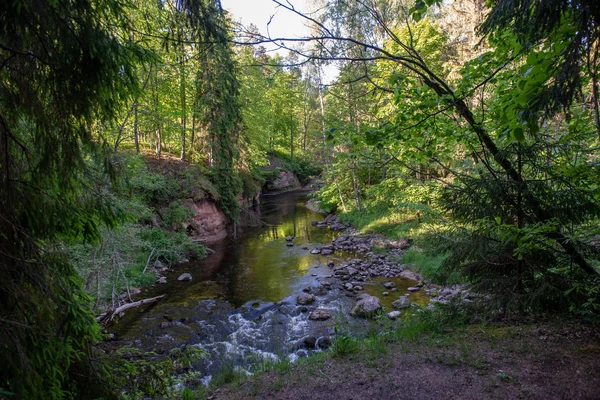 在树林中的森林河上日出 在拉脱维亚阿马塔河的早期光 夏天的溪水与岩石和绿叶 — 图库照片