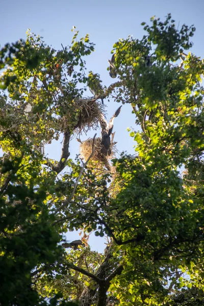 Schwärme Von Parasitenvögeln Nisten Hohen Bäumen Und Vernichten Fische See — Stockfoto