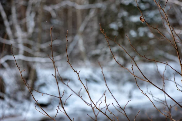 Ramas Árboles Congelados Invierno Con Fondo Borroso — Foto de Stock