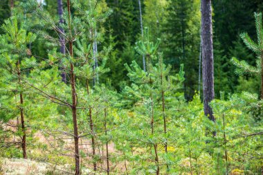 ıslak Ladin ağaca yakın çekim makro