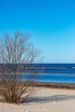 Letonca kırsal çalıların renkli bahar