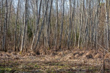 Letonca kırsal çalıların renkli bahar