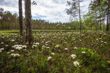 Yeşil çayır arka planında beyaz bahar çiçekleri