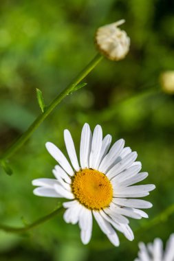 Yeşil çayır arka planında beyaz bahar çiçekleri