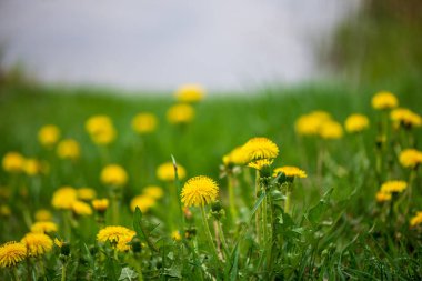 Sarı dandelions yaz dat içinde yeşil çayır çiçek açan