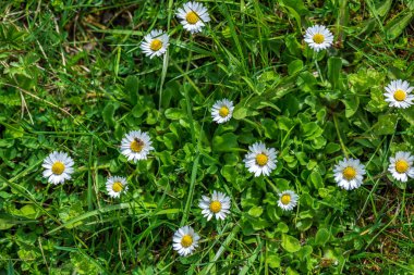 Yeşil çayır arka planında beyaz bahar çiçekleri