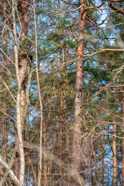 Letonca kırsal çalıların renkli bahar