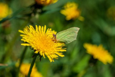 Sarı dandelions yaz dat içinde yeşil çayır çiçek açan