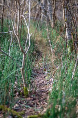 Letonca kırsal çalıların renkli bahar