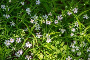 Yeşil çayır arka planında beyaz bahar çiçekleri