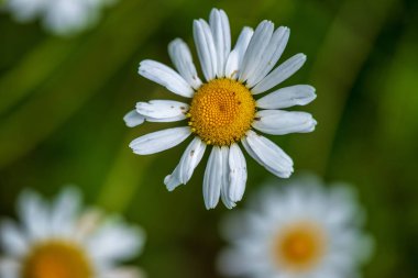Yeşil çayır arka planında beyaz bahar çiçekleri