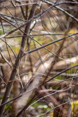 Letonca kırsal çalıların renkli bahar
