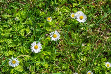 Yeşil çayır arka planında beyaz bahar çiçekleri