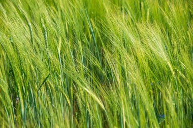 d orta yaz aylarında çiçek açan rasgele çiçekli yaz yeşil çayır