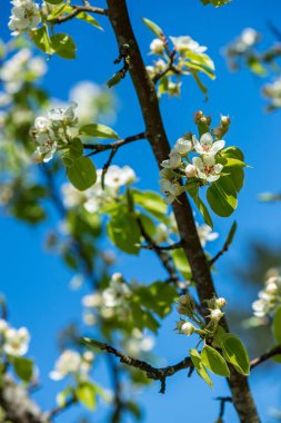 Yeşil çayır arka planında beyaz bahar çiçekleri