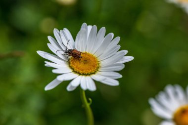 Yeşil çayır arka planında beyaz bahar çiçekleri