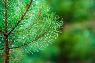ıslak Ladin ağaca yakın çekim makro