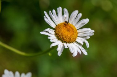 Yeşil çayır arka planında beyaz bahar çiçekleri