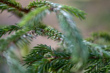 ıslak Ladin ağaca yakın çekim makro