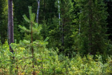 ıslak Ladin ağaca yakın çekim makro