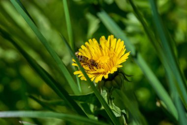 Sarı dandelions yaz dat içinde yeşil çayır çiçek açan