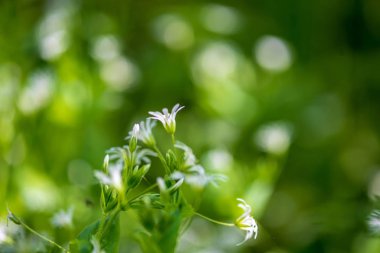 Yeşil çayır arka planında beyaz bahar çiçekleri
