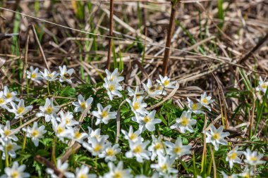 Yeşil çayır arka planında beyaz bahar çiçekleri
