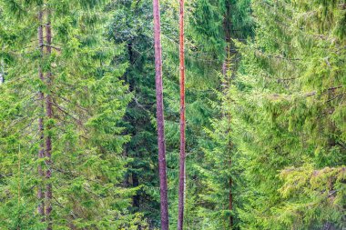 ıslak Ladin ağaca yakın çekim makro