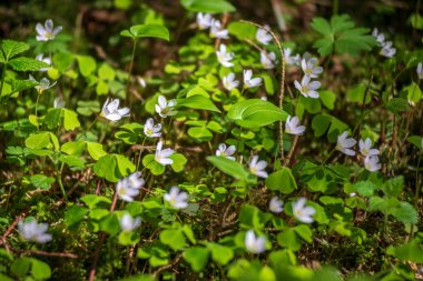 Yeşil çayır arka planında beyaz bahar çiçekleri