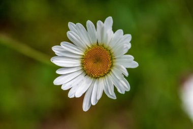 Yeşil çayır arka planında beyaz bahar çiçekleri