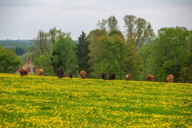 Sarı dandelions yaz dat içinde yeşil çayır çiçek açan