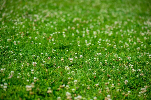 Flores brancas da primavera no fundo do prado verde natural — Fotografia de Stock