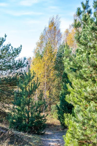 colorful spring bushes in latvian countryside