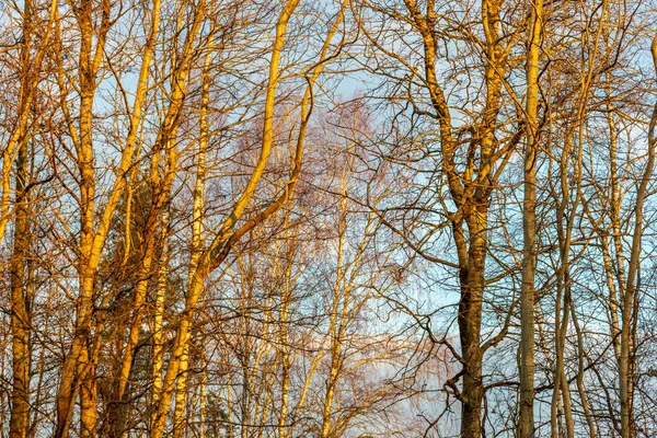 colorful spring bushes in latvian countryside