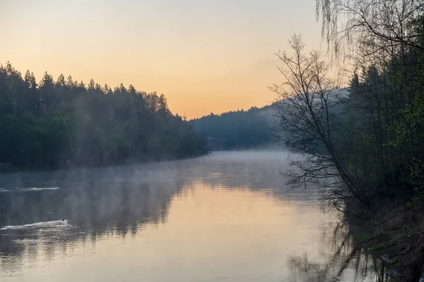 Hermosa mañana brumosa en el bosque natural del río Gauja en Lat —  Fotos de Stock