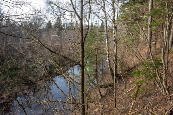 Buissons de printemps colorés dans la campagne lettone — Photo