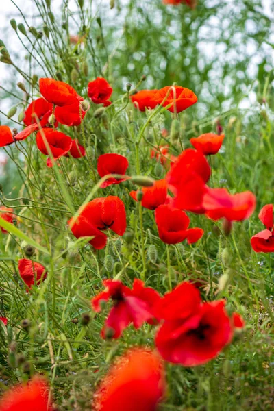 Flores de papoula vermelha no prado verde — Fotografia de Stock