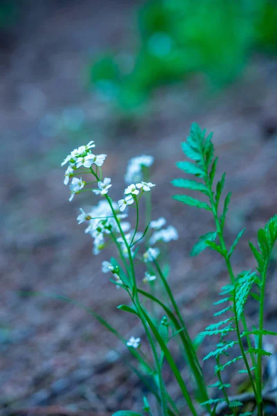 Bílé jarní květiny na přírodní zelené louce pozadí — Stock fotografie
