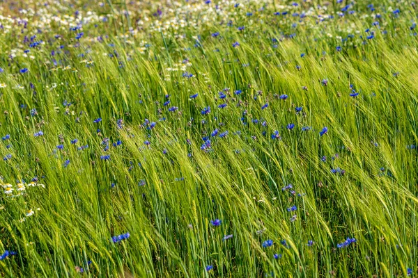 Prairie verte d'été avec des fleurs aléatoires fleurissant au milieu de l'été d — Photo