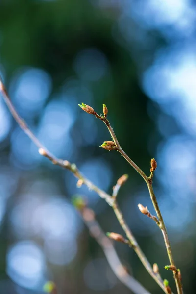 Färgglada våren buskar i lettiska landsbygden — Stockfoto