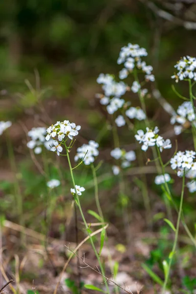 Flori de primăvară albă pe fundal natural verde pajiști — Fotografie, imagine de stoc