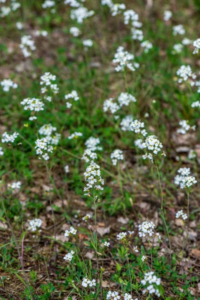 푸른 초원 배경의 하얀 봄 꽃들 — 스톡 사진