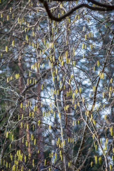 Buissons de printemps colorés dans la campagne lettone — Photo