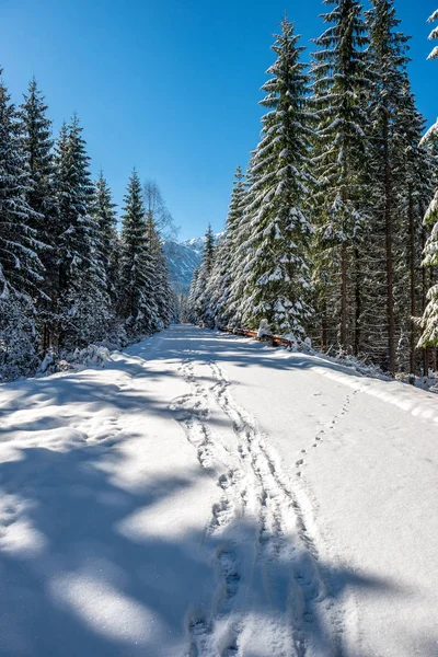Zima w Tatrach Słowacja. szczyty i drzewa pokryte s — Zdjęcie stockowe