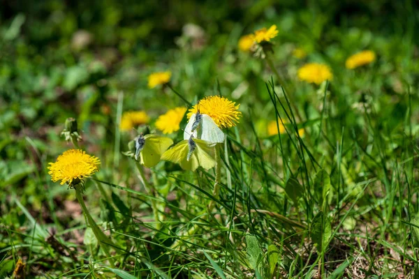 Gele paardenbloemen bloeien in de zomer dat in de groene weide — Stockfoto