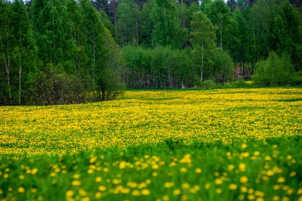 Жовті кульбаби, що цвітуть влітку на зеленому лузі — стокове фото