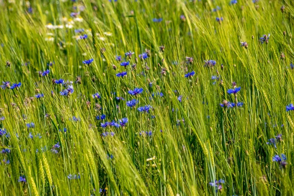 Prato verde estivo con fiori casuali fioritura a metà estate d — Foto Stock