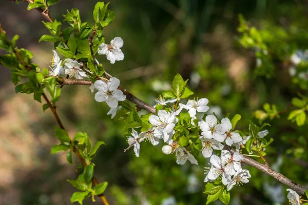 Bílé jarní květiny na přírodní zelené louce pozadí — Stock fotografie