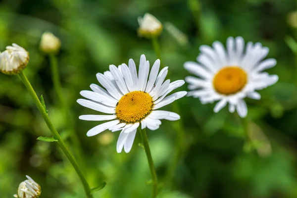 Weiße Frühlingsblumen auf natürlichem grünen Wiesenhintergrund — Stockfoto